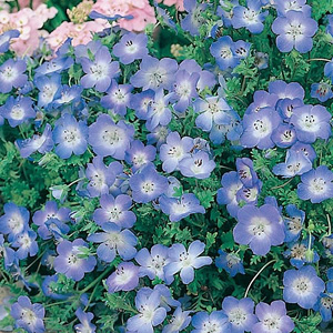 Spreading plants producing sky-blue flowers with white centres in summer. Lovely on rockeries and bo