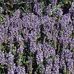 Unbranded Nepeta nervosa Blue Moon Seeds