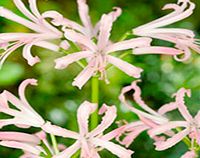 Unbranded Nerine bowdenii Potted Bulb - Albivetta