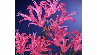 Unbranded Nerine Bulbs - sarniensis Rose Princess