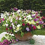 Unbranded Nicotiana Domino Mixed F1 Plants 455181.htm