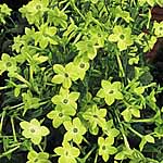 Unbranded Nicotiana Green Goddess Seeds 421558.htm