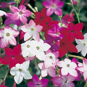 Unbranded Nicotiana Perfume Mix F1 Seeds