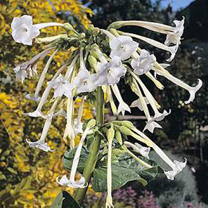 Unbranded Nicotiana Sylvestris Seeds