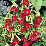 Nicotiana Tinkerbell Seeds