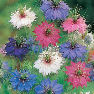 Unbranded Nigella Damascena Persian Seeds