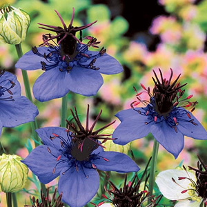 Unbranded Nigella Midnight Blue Seeds