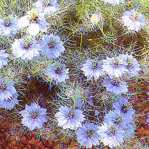 Unbranded Nigella Miss Jekyll Seeds