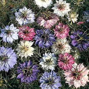 A beautiful and easily grown annual with attractive fennel-like foliage. A unique mixture of mauve  