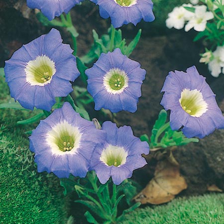 Unbranded Nolana Blue Bird Seeds Average Seeds 40