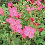 Unbranded Oenothera Rosie Baby Seeds