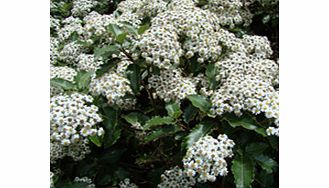 Unbranded Olearia Plant - Macrodonta