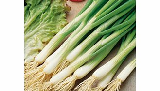 Unbranded Onion Seeds- White Lisbon