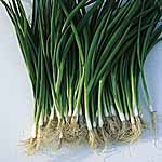 Unbranded Onion (Spring) Salad Laser Seeds 437929.htm