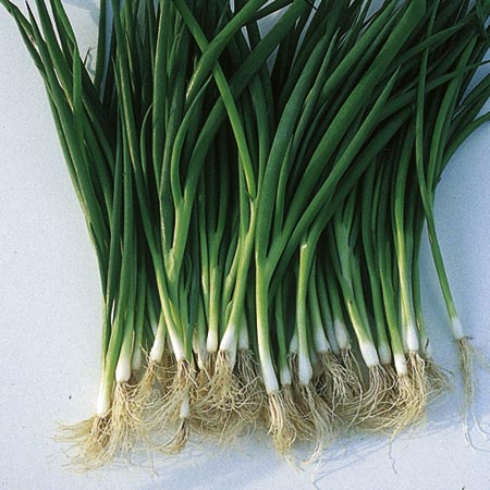 Unbranded Onion (Spring) Salad Laser Seeds Average Seeds 630