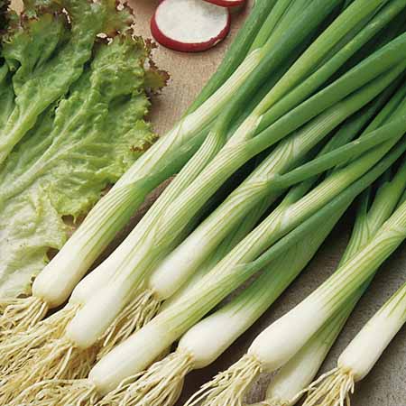 Unbranded Onion (Spring) White Lisbon Seeds (Salad Onion)