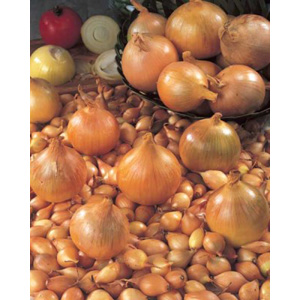 Unbranded Onion Stur BC Bulbs