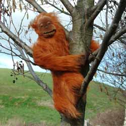 Unbranded Orangutang