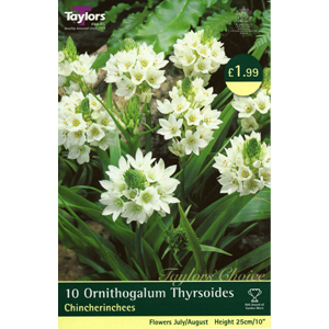 Unbranded Ornithogalum Thyrsoides Bulbs