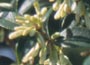 Osmanthus