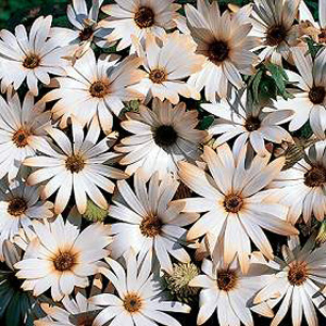 Stunning white and apricot bicoloured blooms smother bushy free-flowering plants. Thrives in dry sun