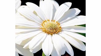 Unbranded Osteospermum Plant - Snow Pixie