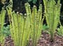 Ostrich Fern- Shuttlecock Fern