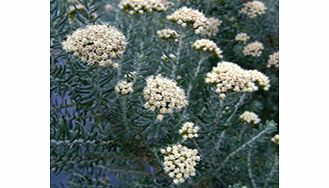 Unbranded Ozothamnus Plant - Rosmarinifolius Silver Jubilee