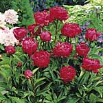 Unbranded Paeonia Lactifolia Karl Rosenfield Plant