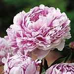 Unbranded Paeonia Lactifolia Sarah Bernhardt Plant