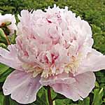 Unbranded Paeony Angel Cheeks