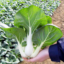 Unbranded Pak Choi Seeds - Chu Choi F1