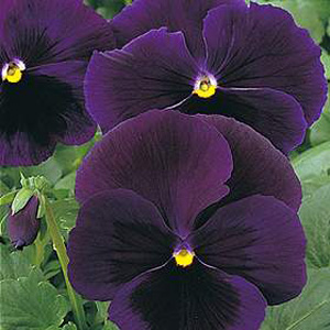 Unbranded Pansy Bingo Deep Purple Seeds