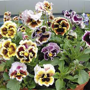 Pansy Chalon Supreme Mix Seeds