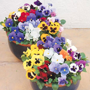 Pansy F1 Universal Super Mix Seeds