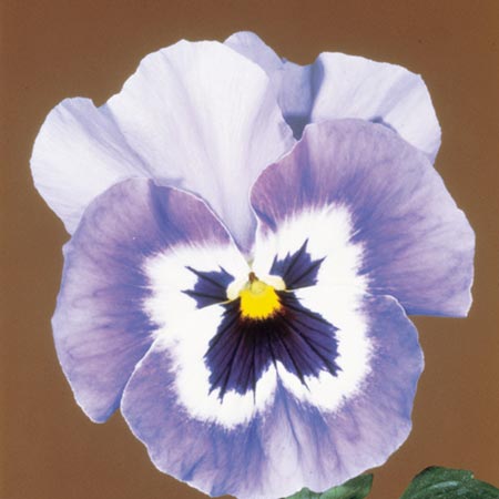 Unbranded Pansy Joker F2 Seeds Average Seeds 50