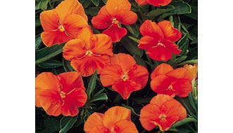 Unbranded Pansy Padparadja F2 Seeds