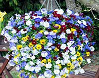 Unbranded Pansy Plants - Balconita