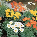 Unbranded Papaver Summer Breeze F1 Seeds