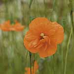 Unbranded Papaver Tangerine Parfait - Easicote Seeds