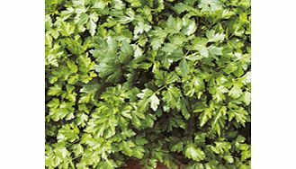 Unbranded Parsley Gigante D`Italia Seeds