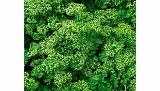 Unbranded Parsley Paravert Seeds