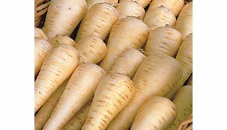 Unbranded Parsnip Albion F1 Seeds