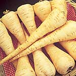 Selected for quality and resistance to Canker  a very good medium-sized parsnip of tapering shape. T