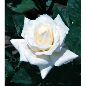 Unbranded Pascali Hybrid Tea Rose