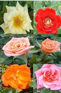 Unbranded Patio and Climbing Rose Pack Mixed x 5 plants