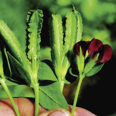 Unbranded Pea Asparagus Plants Pack of 10 Pot Ready Plants