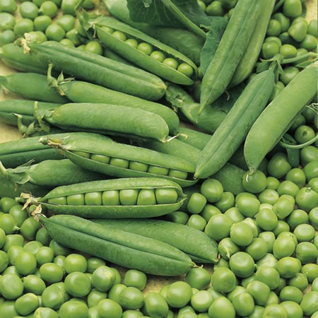 Unbranded Pea Early Onward Seeds Average Seeds 300