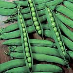 Unbranded Pea Hurst Green Shaft Seeds 430238.htm