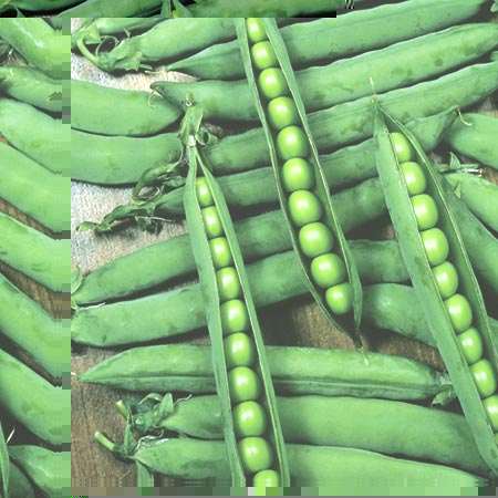 Unbranded Pea Hurst Greenshaft Seeds Average Seeds 400